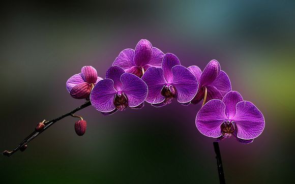 热带植物园有什么植物名称