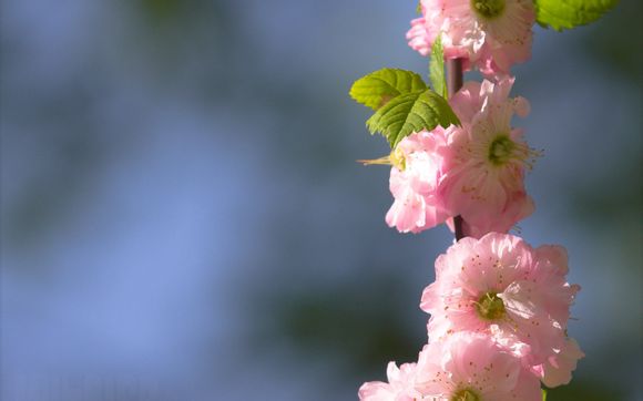 峨眉山8月份去好吗