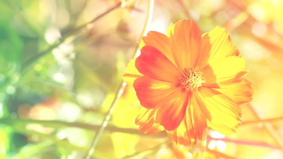 芙蓉江在哪里